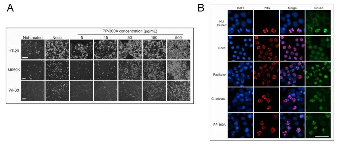 ii提取物 pp-360a 对癌细胞的有丝分裂的影响,研究者选用诺考达唑
