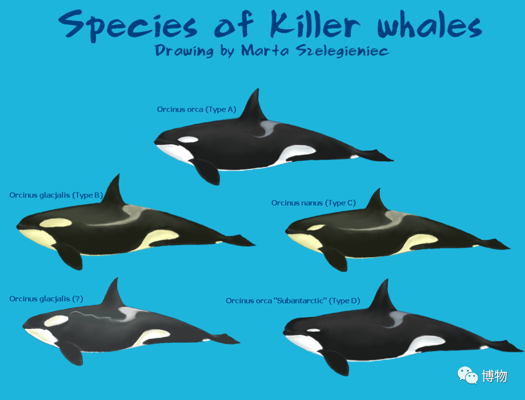 眼睛太小是什么体验虎鲸谢邀