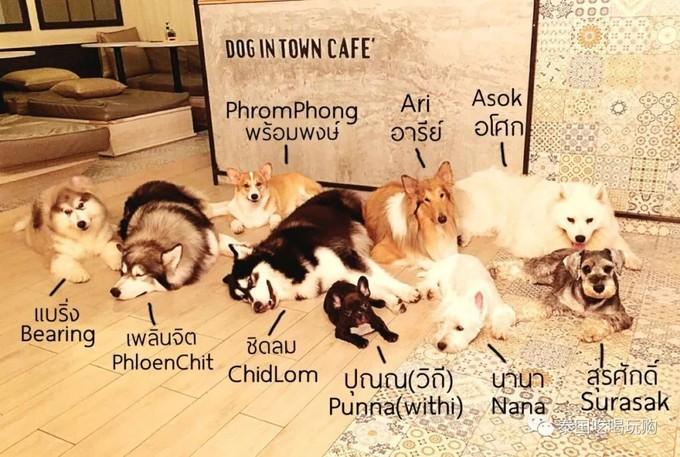 如何虏获狗狗咖啡吧里小傲娇的心?来了Dog In Town我终于懂了! - 知乎
