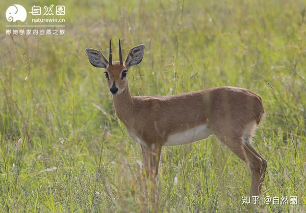 多图预警 | 非洲羚羊大选美——力量、犄角与速度 - 知乎