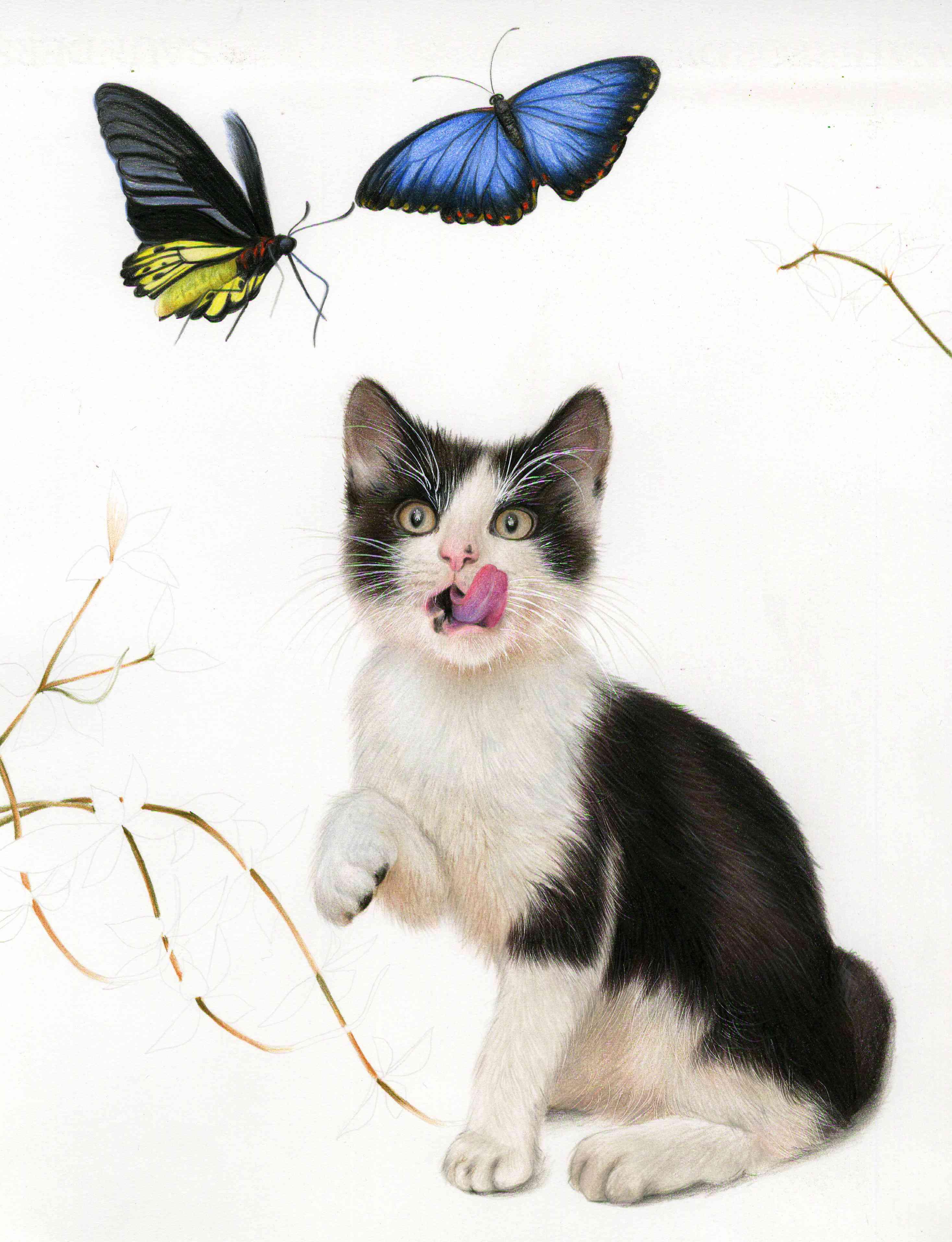 猫扑蝶图图片