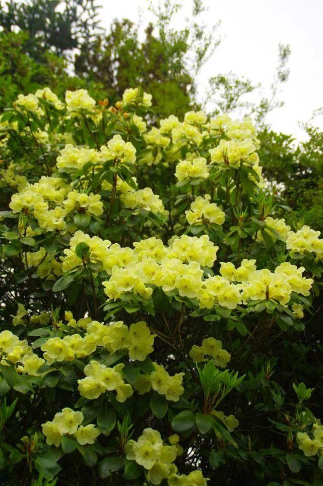 杨向红云南丽江老君山国家公园黄杯杜鹃开了