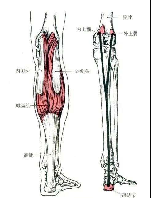 髂腰肌▼部位:腰椎兩側和髂窩內,由腰大肌,髂肌組成.