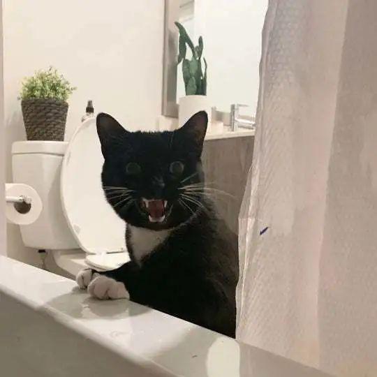 猫为什么会在人上厕所时跟着去? 12 v2 d749b4dbda25d775e95f6fbe2f48f7b3 720w
