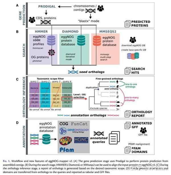 eggnogmapper 蛋白功能注释 知乎