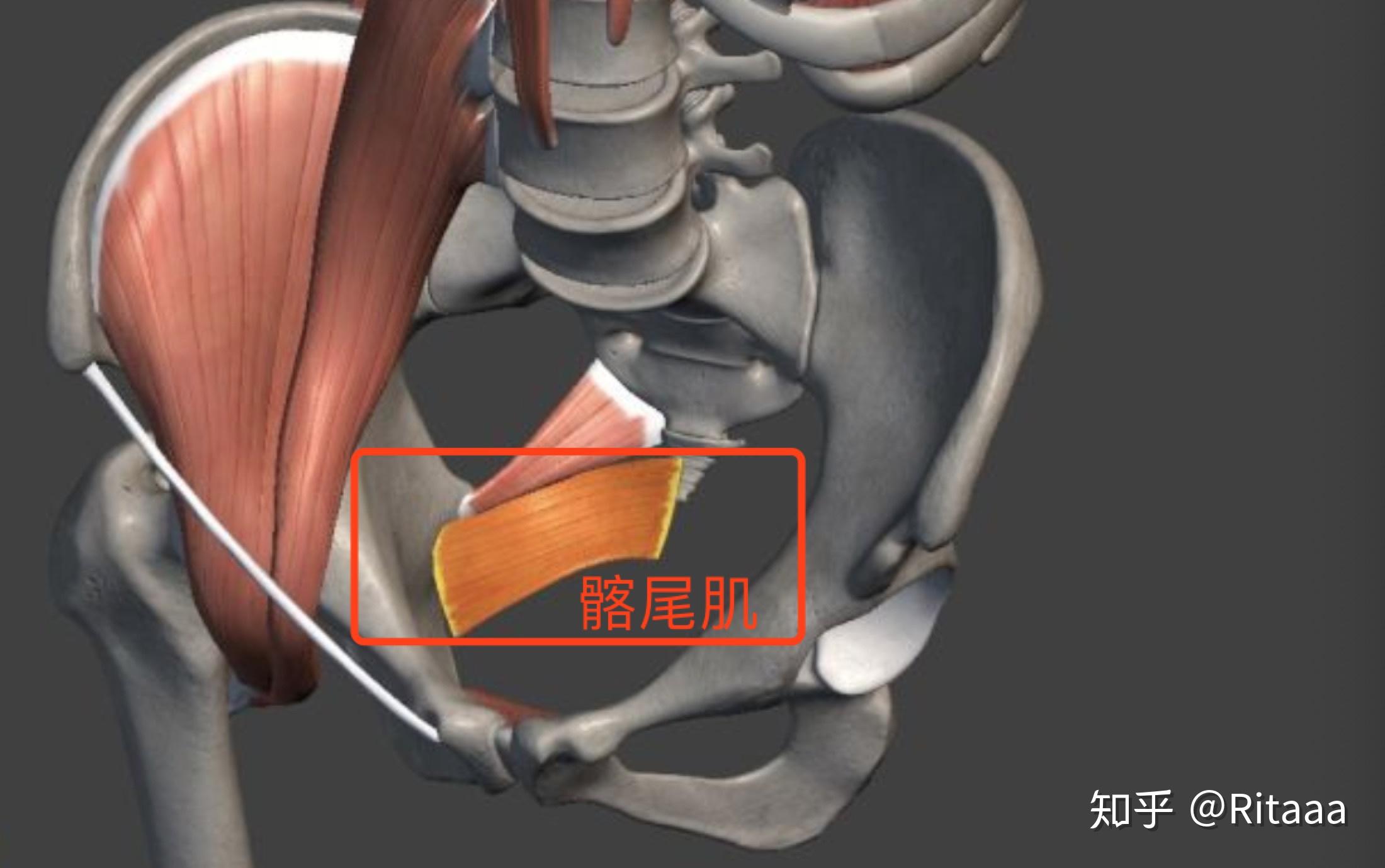 要麼是以下韌帶在痛:骶結節韌帶or骶棘韌帶or骶髂韌帶,到底哪條在疼