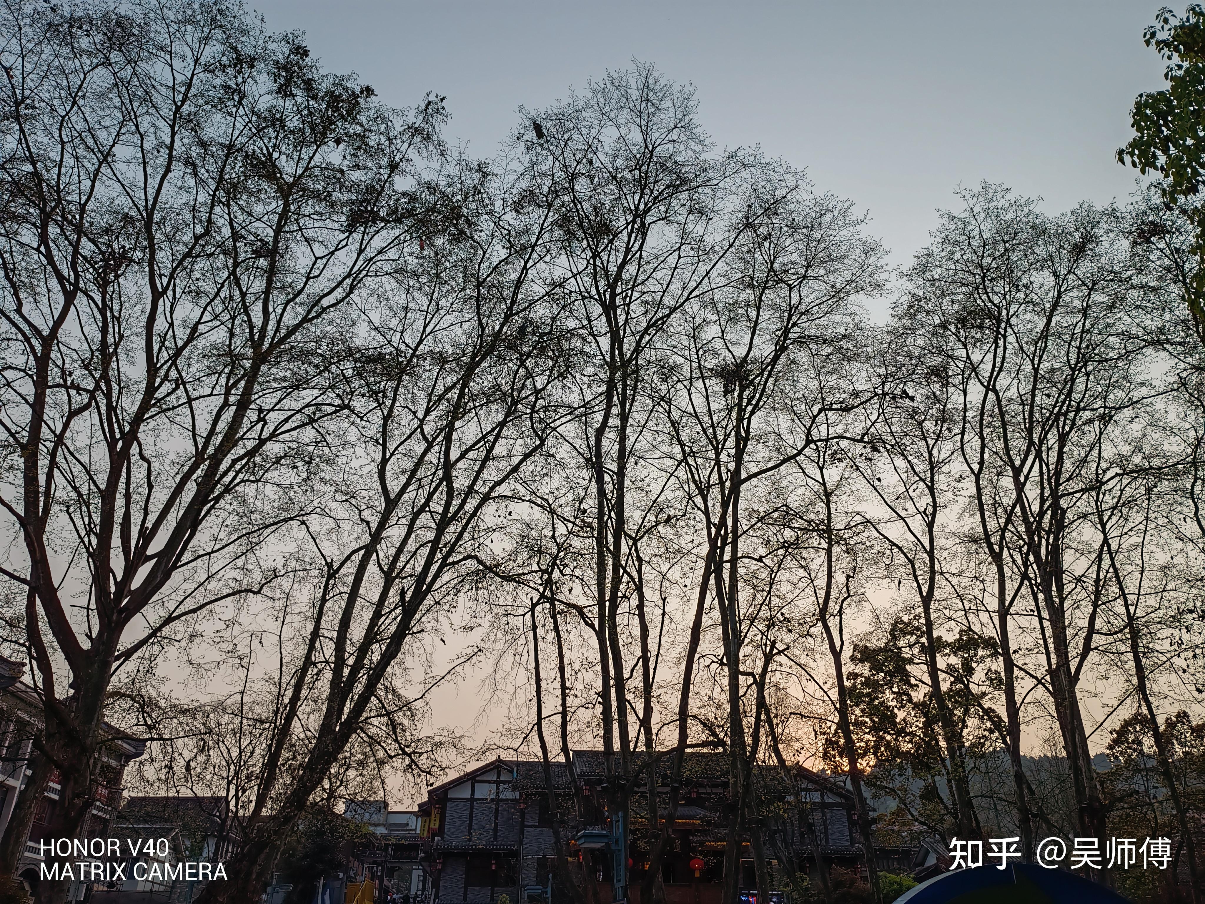 附:荣耀v40拍摄样张