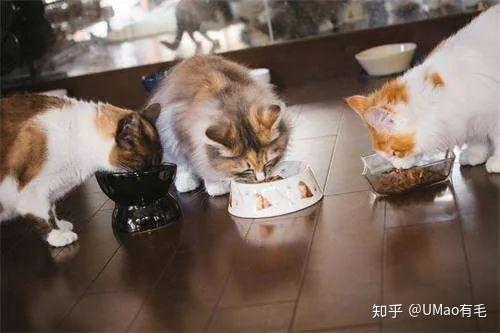 猫到底吃多少才合适?!简单的卡路里计算法!学渣也能做到! - 知乎