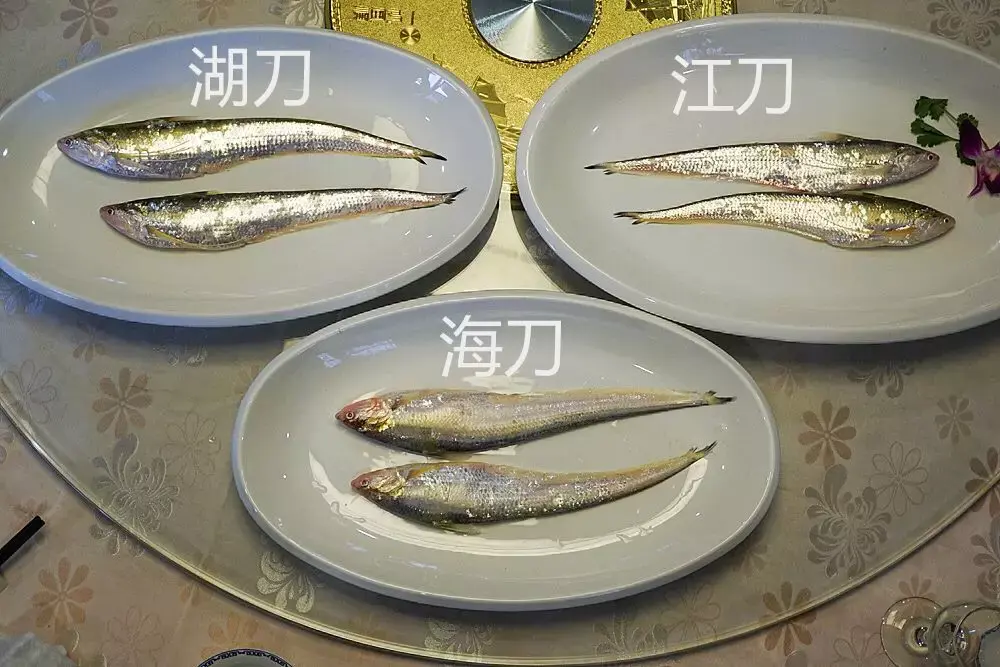 好奇 | 传说中长江第一鲜的刀鱼，究竟有多鲜？ - 知乎