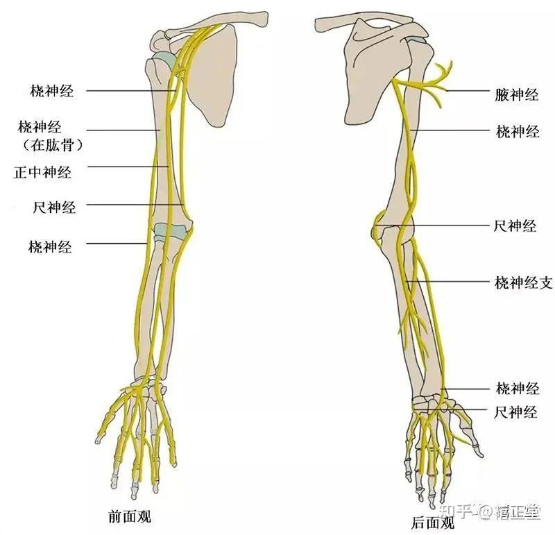 知识点|臂丛神经组成 - 知乎