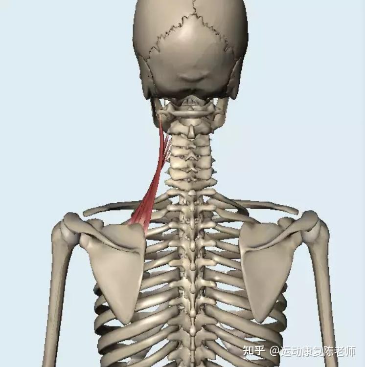 「锐博康复」体态杀手——耸肩,竟然是对的?
