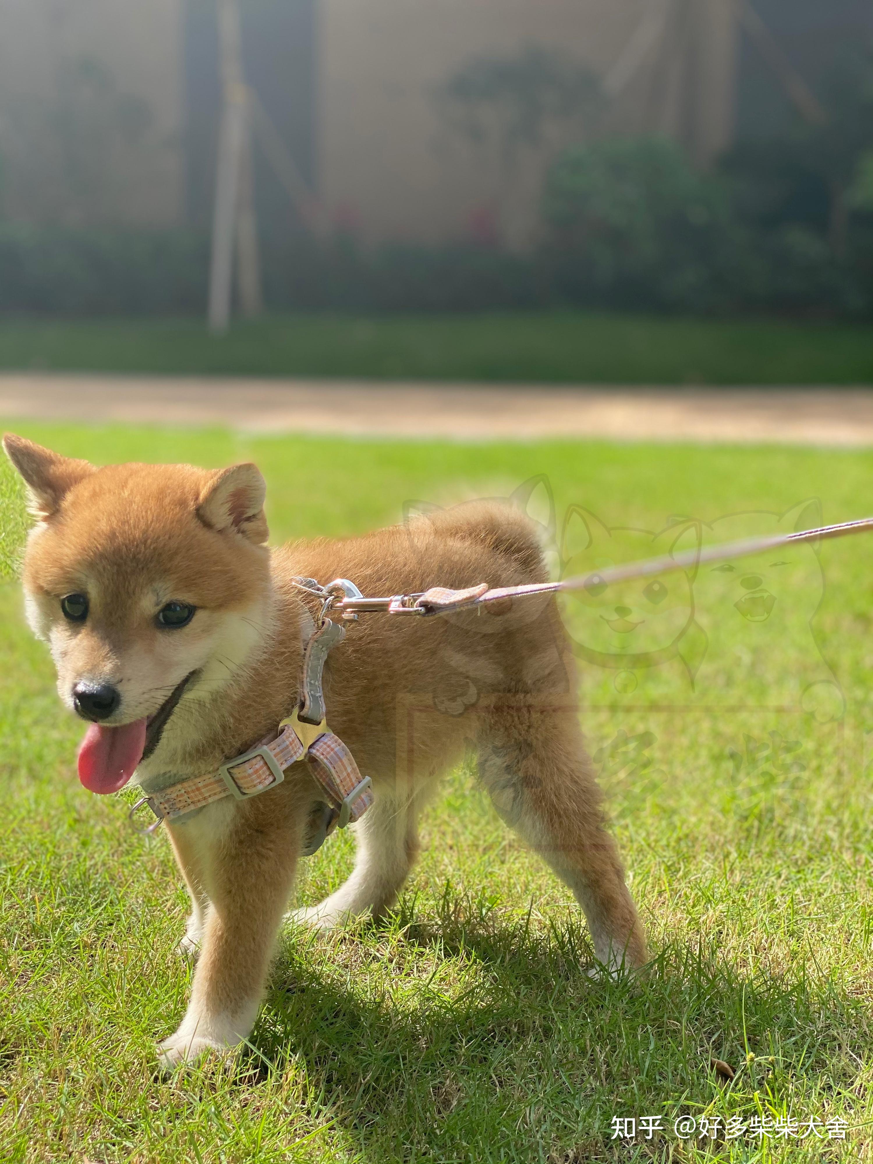 柴犬科普大揭秘影响柴犬价格的因素有哪些