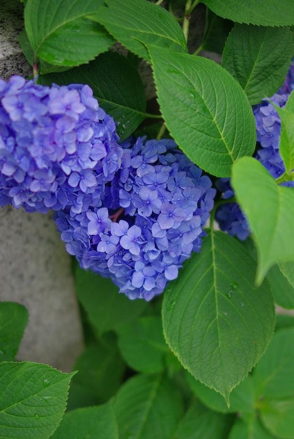 绣球花的花语和传说(绣球花的花语和培养需要注意的)