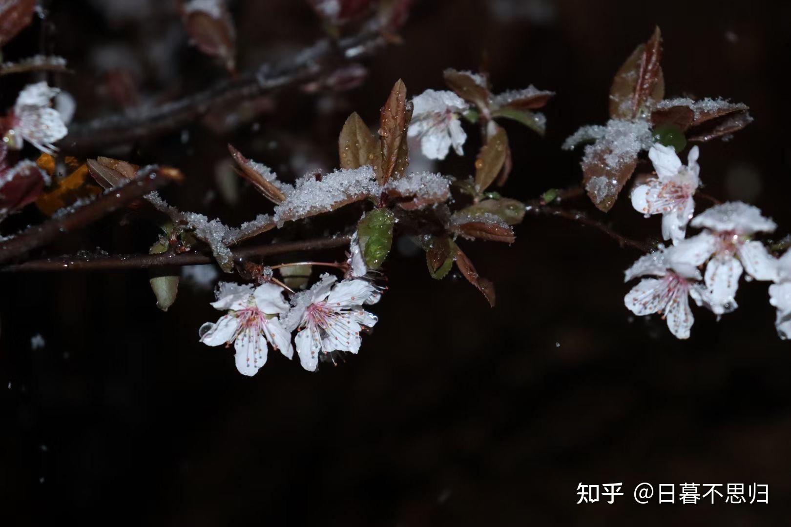 2021雪花图片