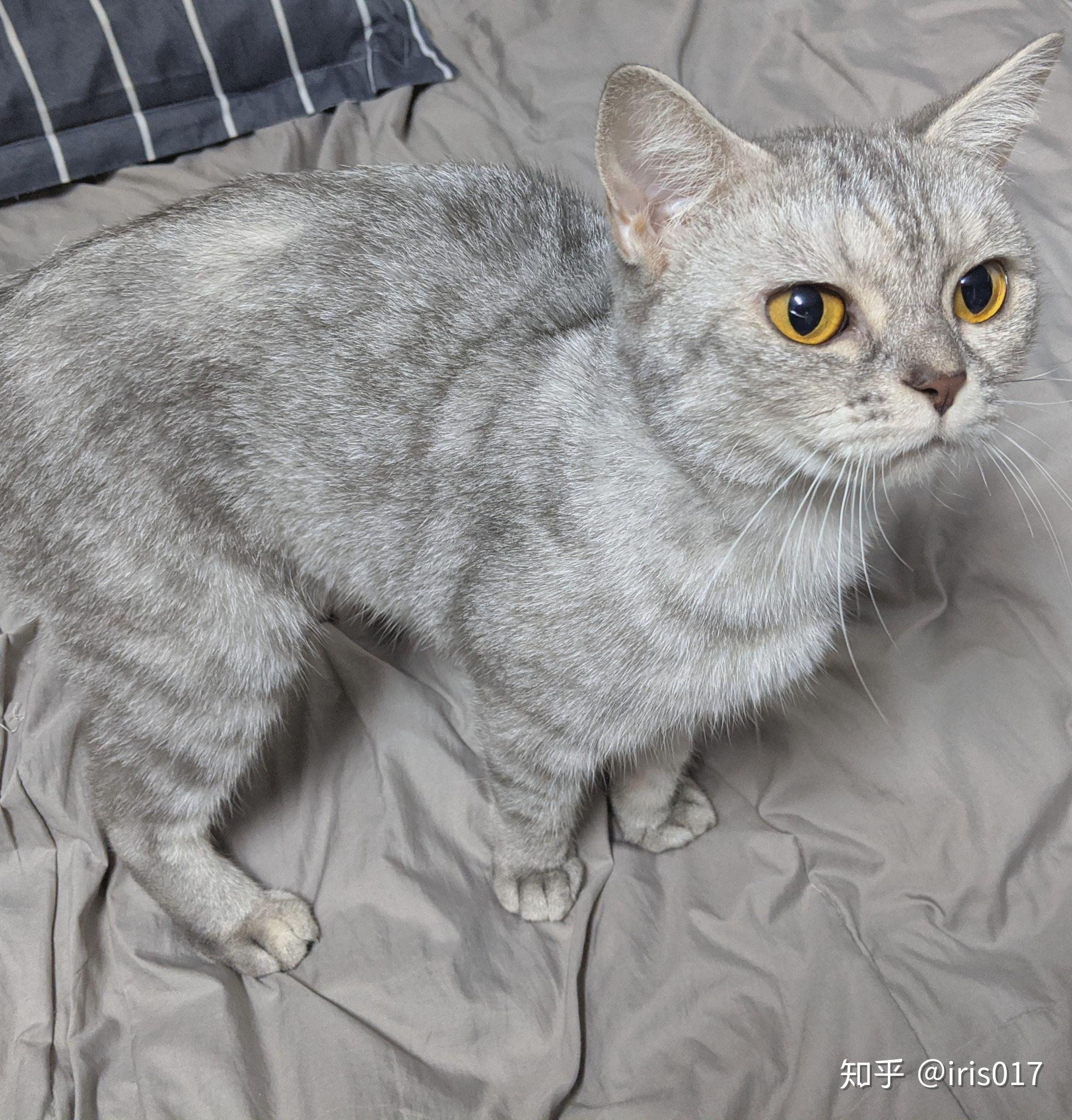 我想问下我这只是正宗的美短银渐层吗? - 知乎