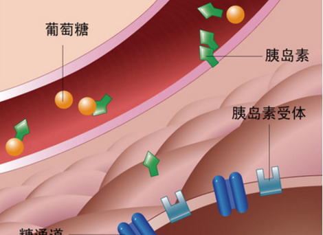 明明血糖不低卻有低血糖症狀你知道是為什麼嗎