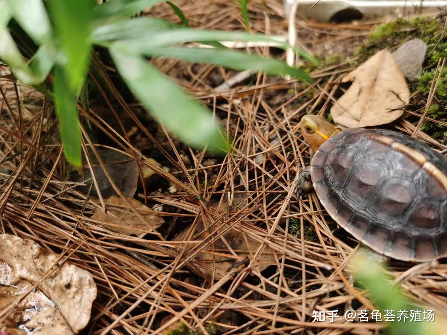 黄缘闭壳龟造景相关教程