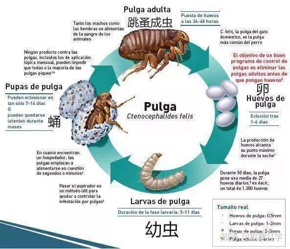 米象虫足够让人恶心自相残杀和互相陷害是家常便饭还爱同性恋