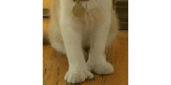 猫咪spa第三期 猫咪jiojio护理是个大工程 知乎