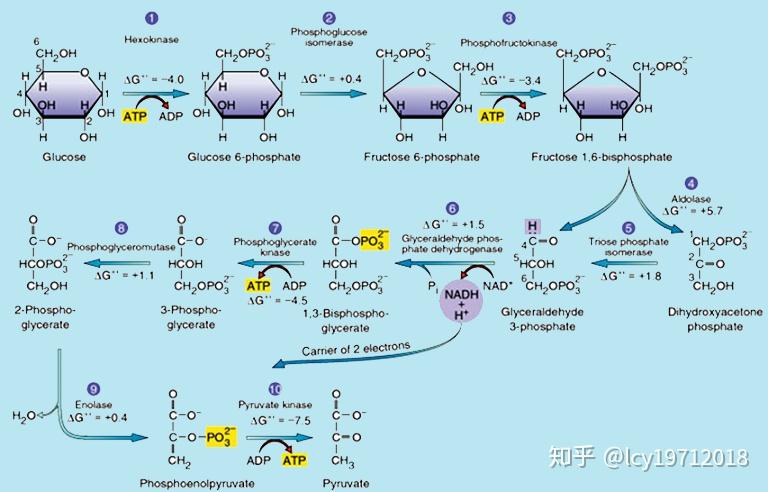 糖酵解过程及中的重要酶类及其调控 知乎