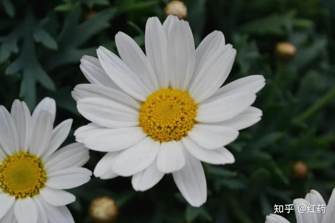 芳香植物科普 | 罗马洋甘菊
