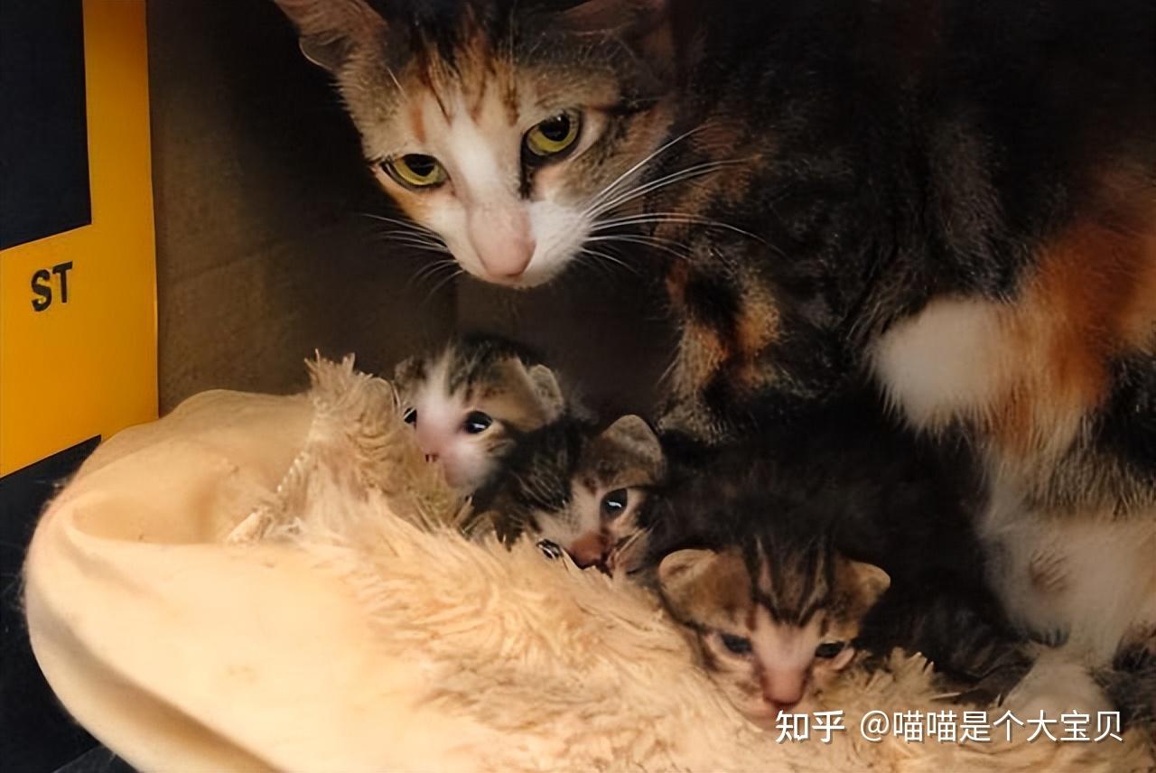 小猫崽六个月,小猫崽_大山谷图库