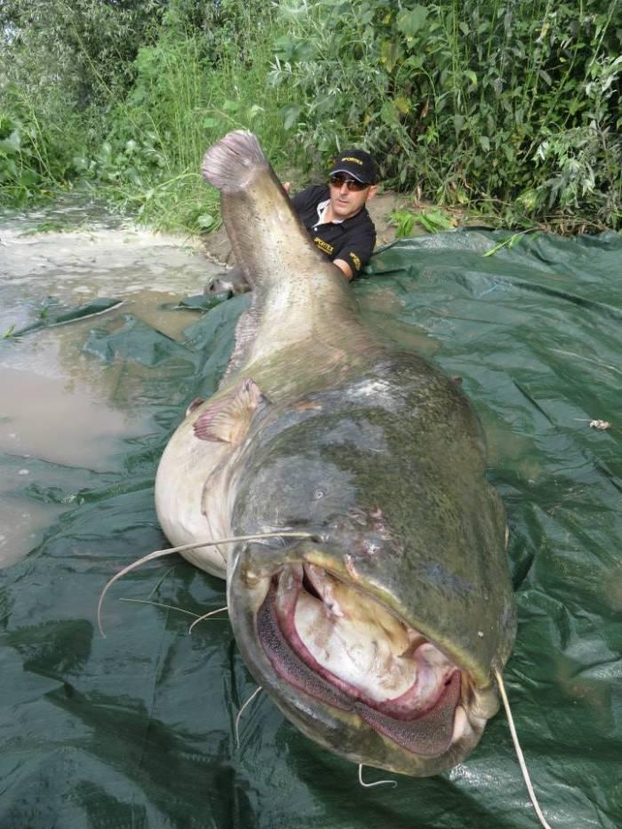 水库巨型吃人鲶鱼事件图片