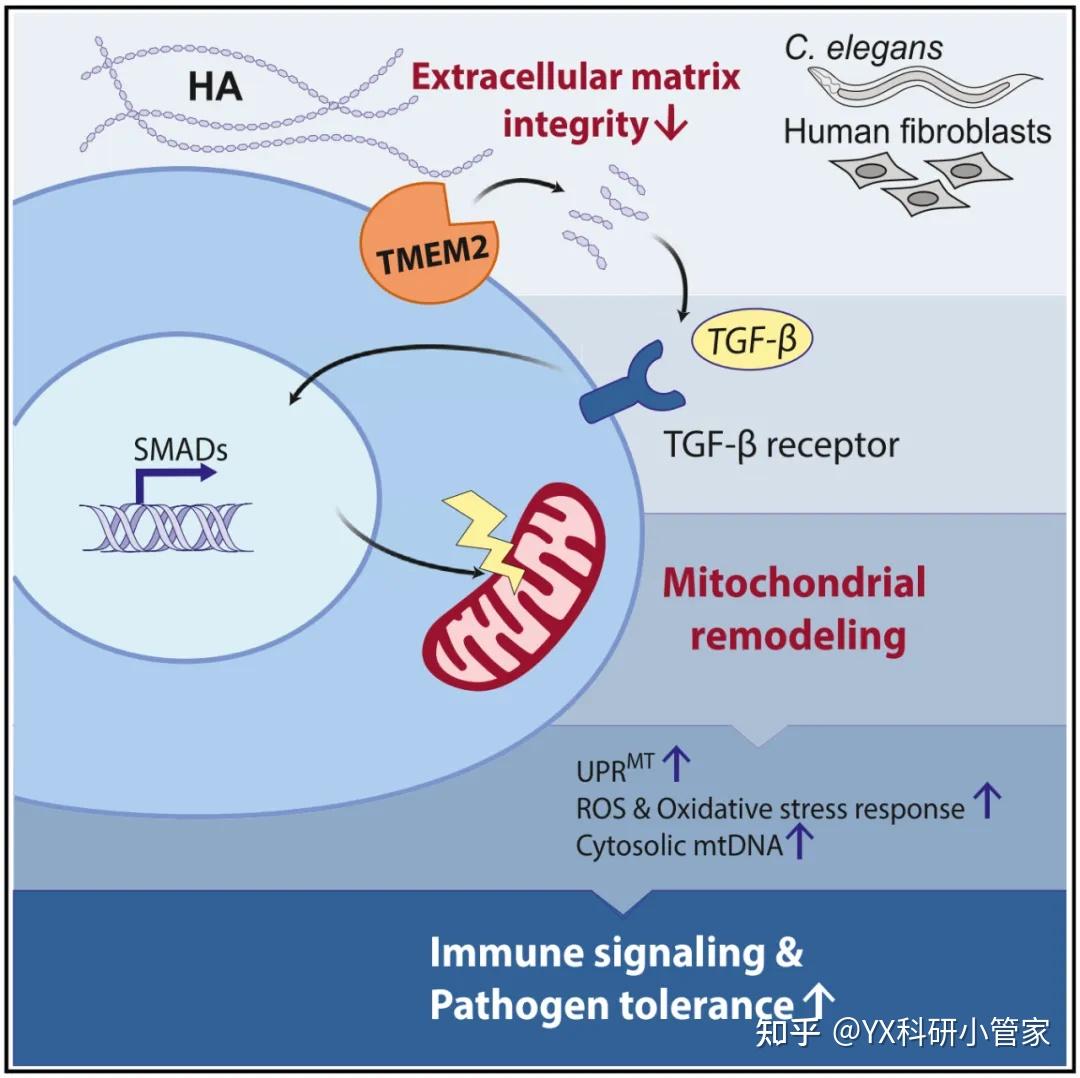Cell重磅发现一种免疫途径，细胞外基质作为一种“警报器”，调控线粒体稳态 - 知乎