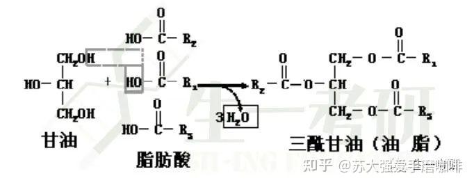 甘油磷脂思维导图图片