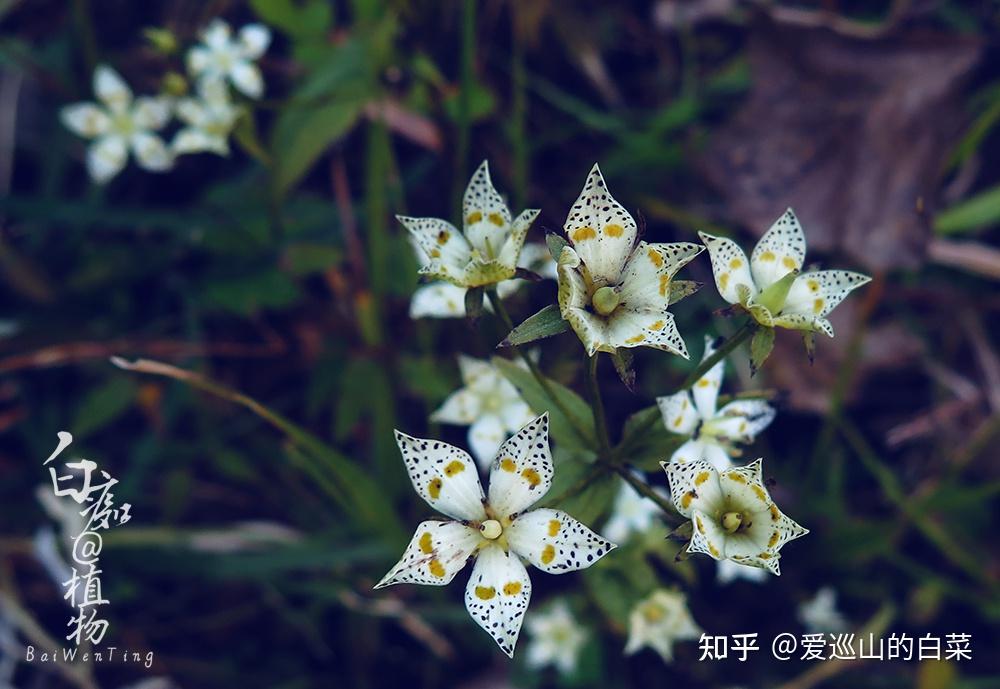 中国植物志》第62卷《獐牙菜的化学成分研究》文荣荣,董秀华,段沅杏