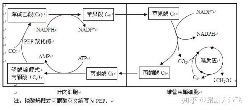 在酶的催化下,co2連接到磷酸烯醇式丙酮酸(pep)上形成四碳酸:草酰乙酸