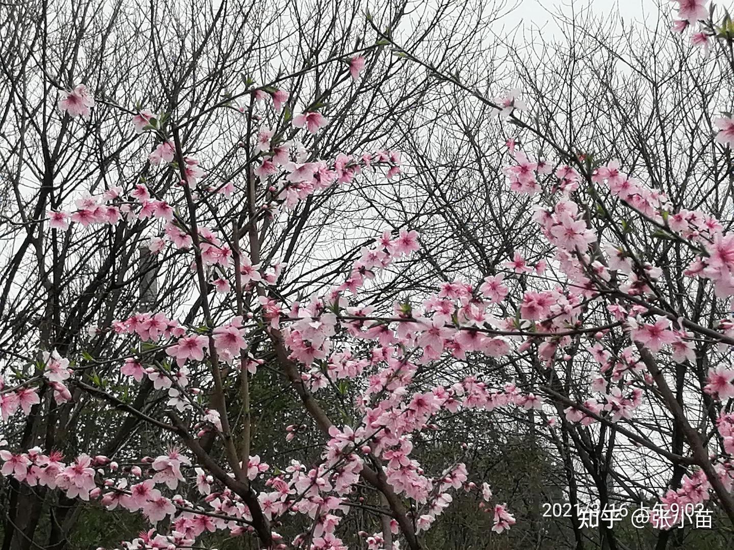 桃红复含宿雨 - 知乎