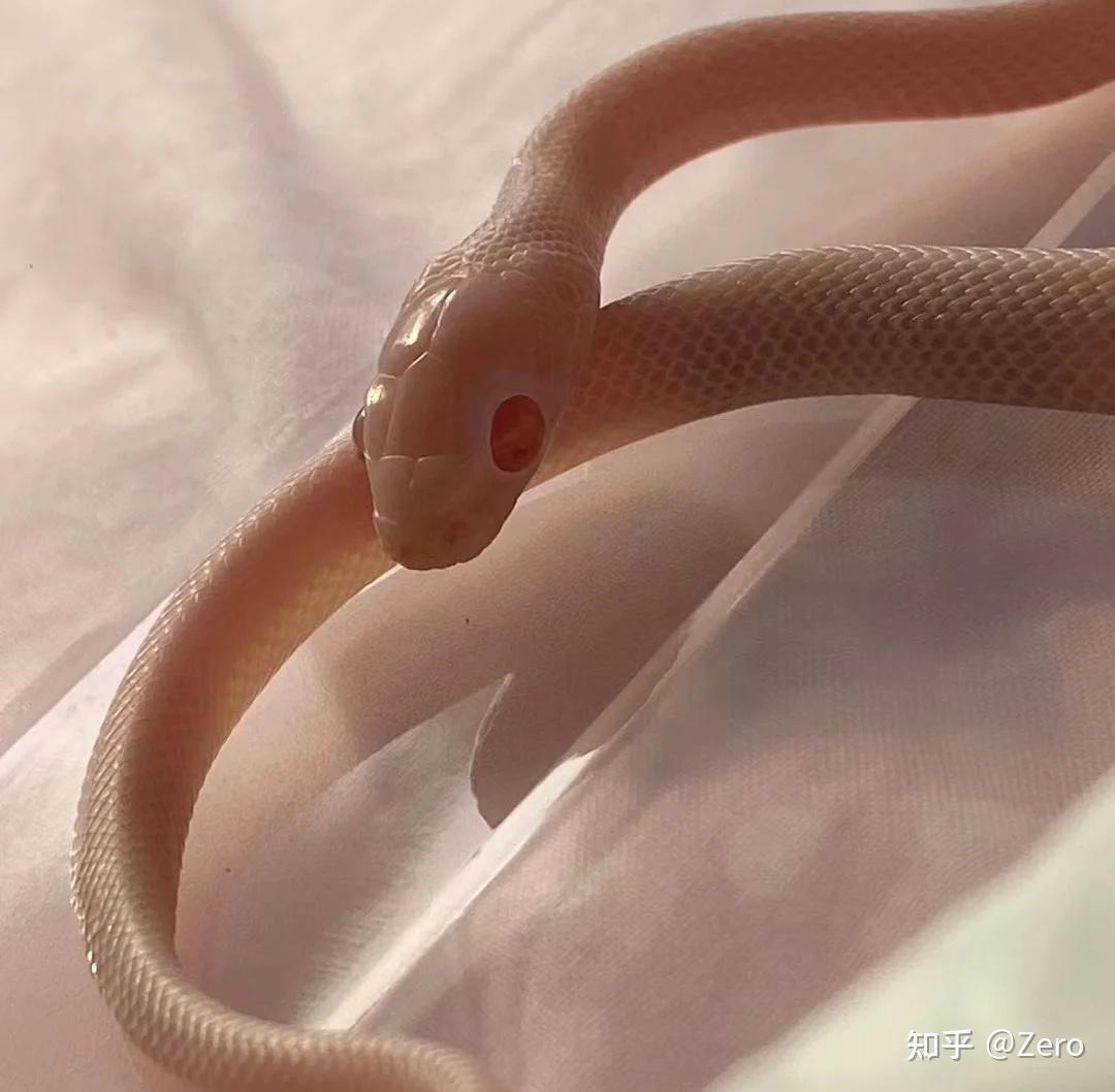 哪里能买到宠物白蛇