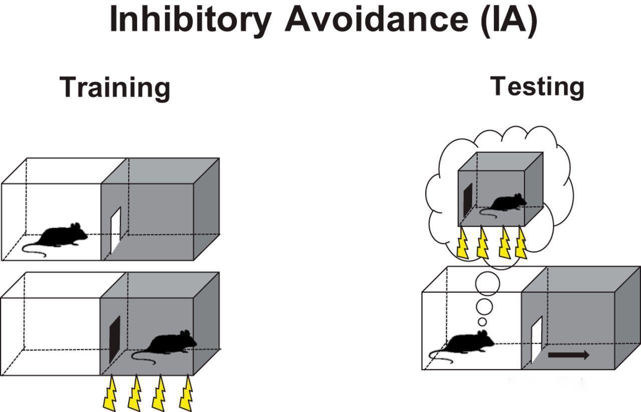 passive avoidance 