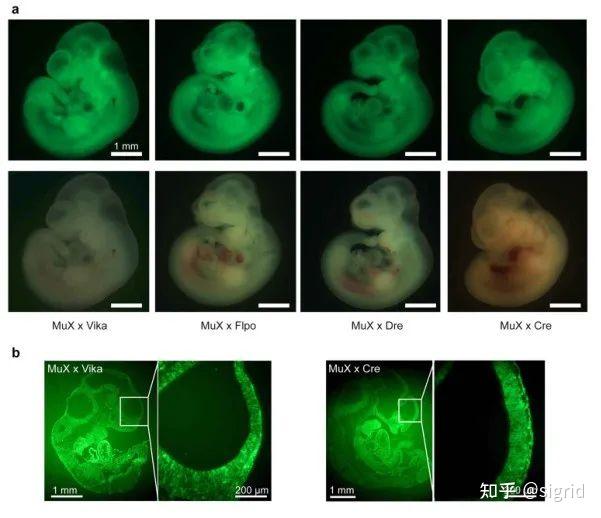 技术分享：一个集合Vika、Flp、Dre和Cre重组系统的报告基因小鼠模型 - 知乎