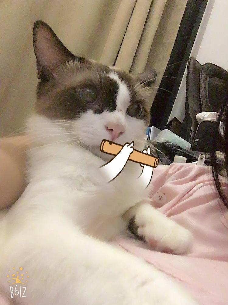 布偶猫发情的时候叫的厉害么 公猫母猫发情什