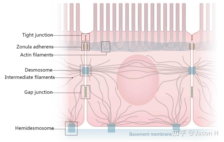 usmlestep1step2题库类资源推荐ambossqbank