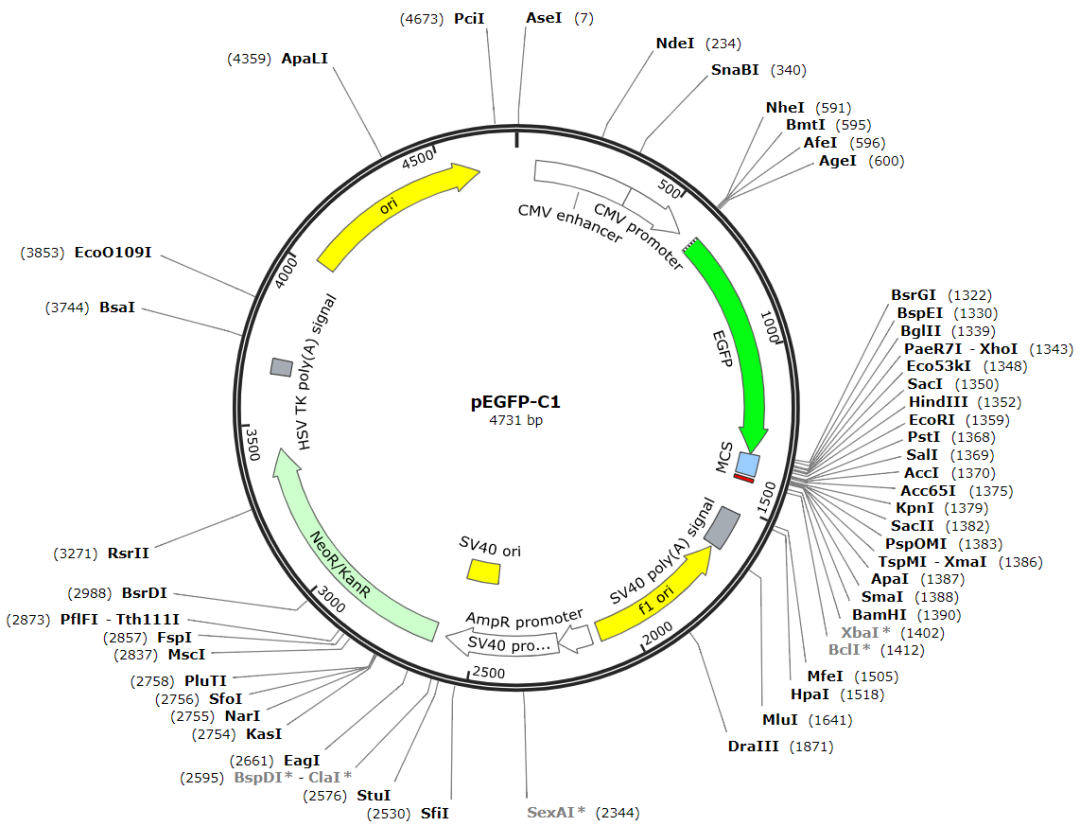 无缝克隆模拟三分钟看清无缝克隆怎么完成重组genomecompiler法