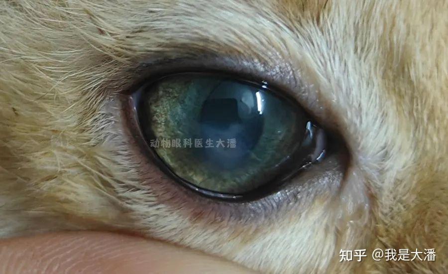 (广西病例)猫咪眼睛受伤,角膜有凹陷,角膜水肿发白,角膜溃疡滴药痊愈