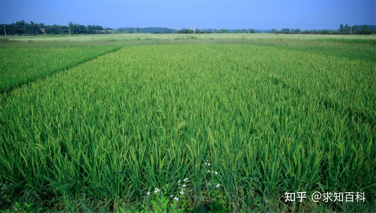 海水稻不用海水,也不是袁老发明