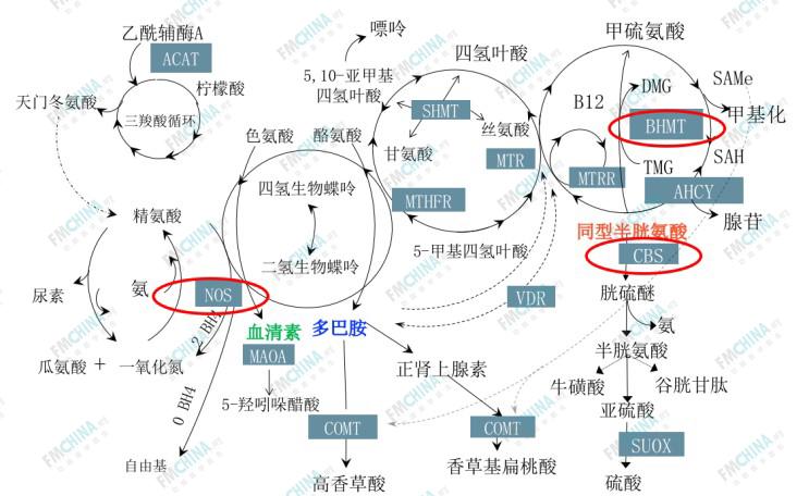 功能医学专业分享|自闭症与甲基化基因及功能医学调控 - 知乎
