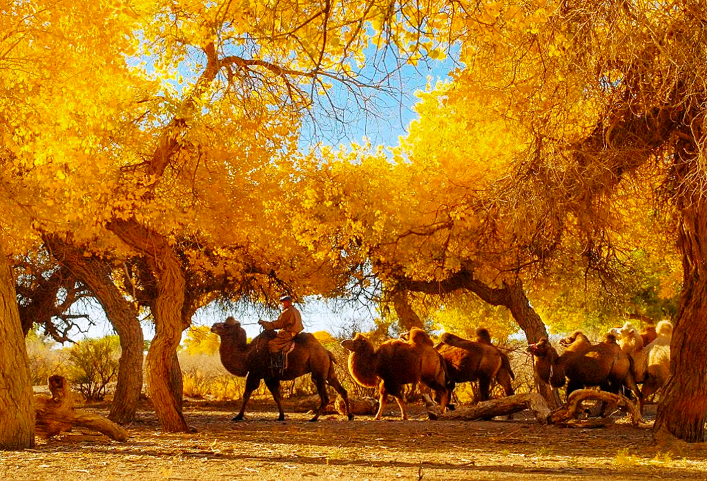 10月份去新疆旅游都可以看到哪些美景?路线该怎样走? - 知乎