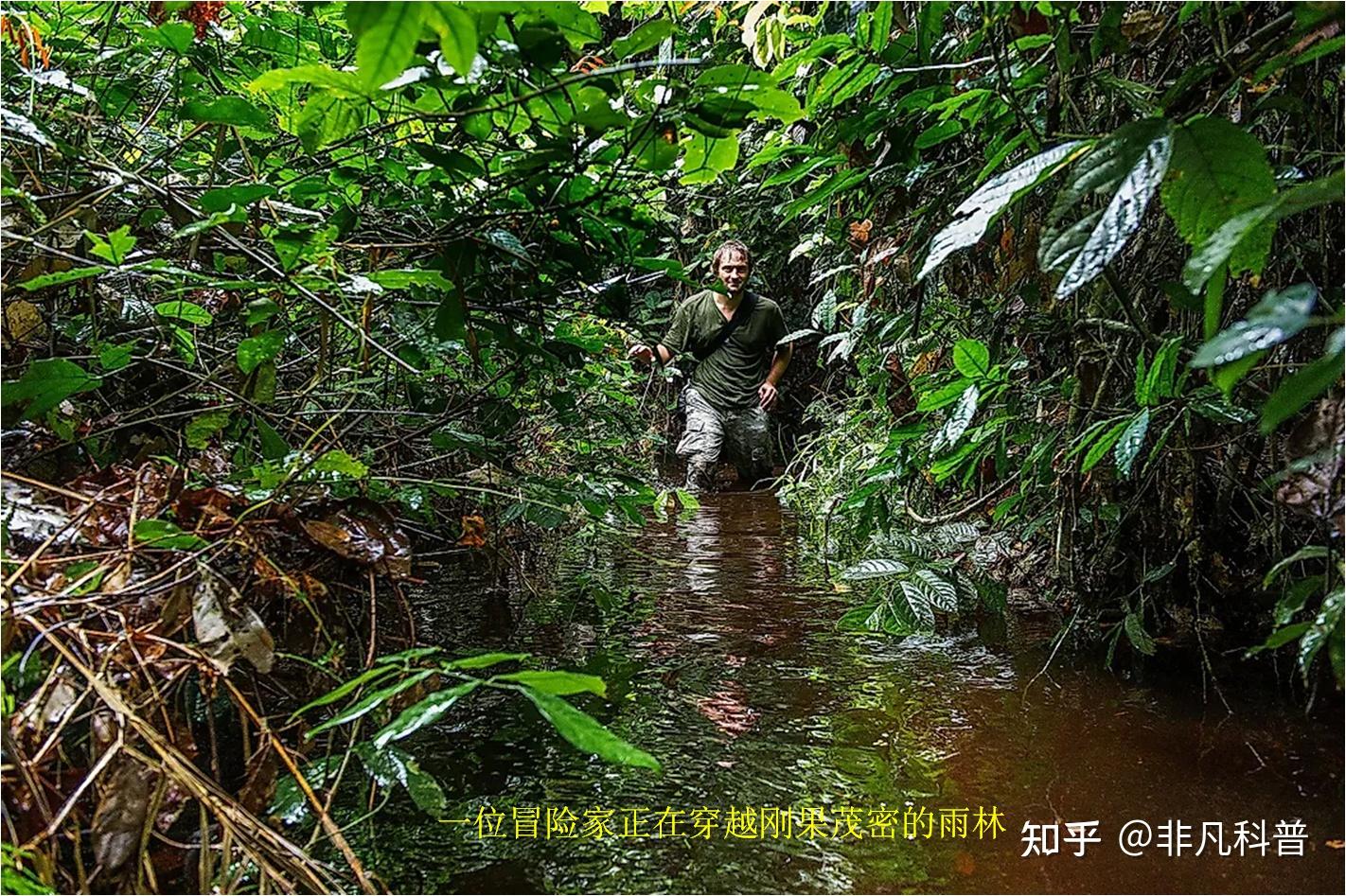 世界上最危险的10个森林，它们究竟有什么危险？ - 知乎