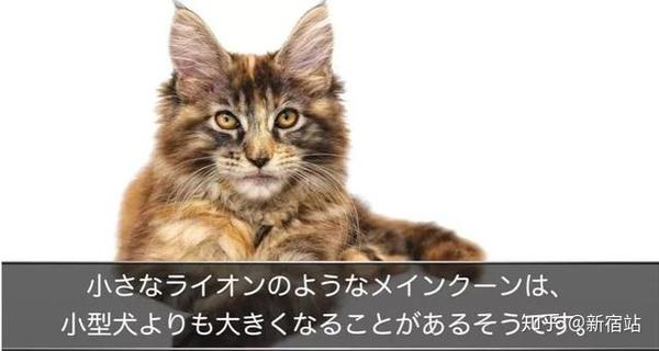 猫奴国日本教你选猫咪看性格 知乎