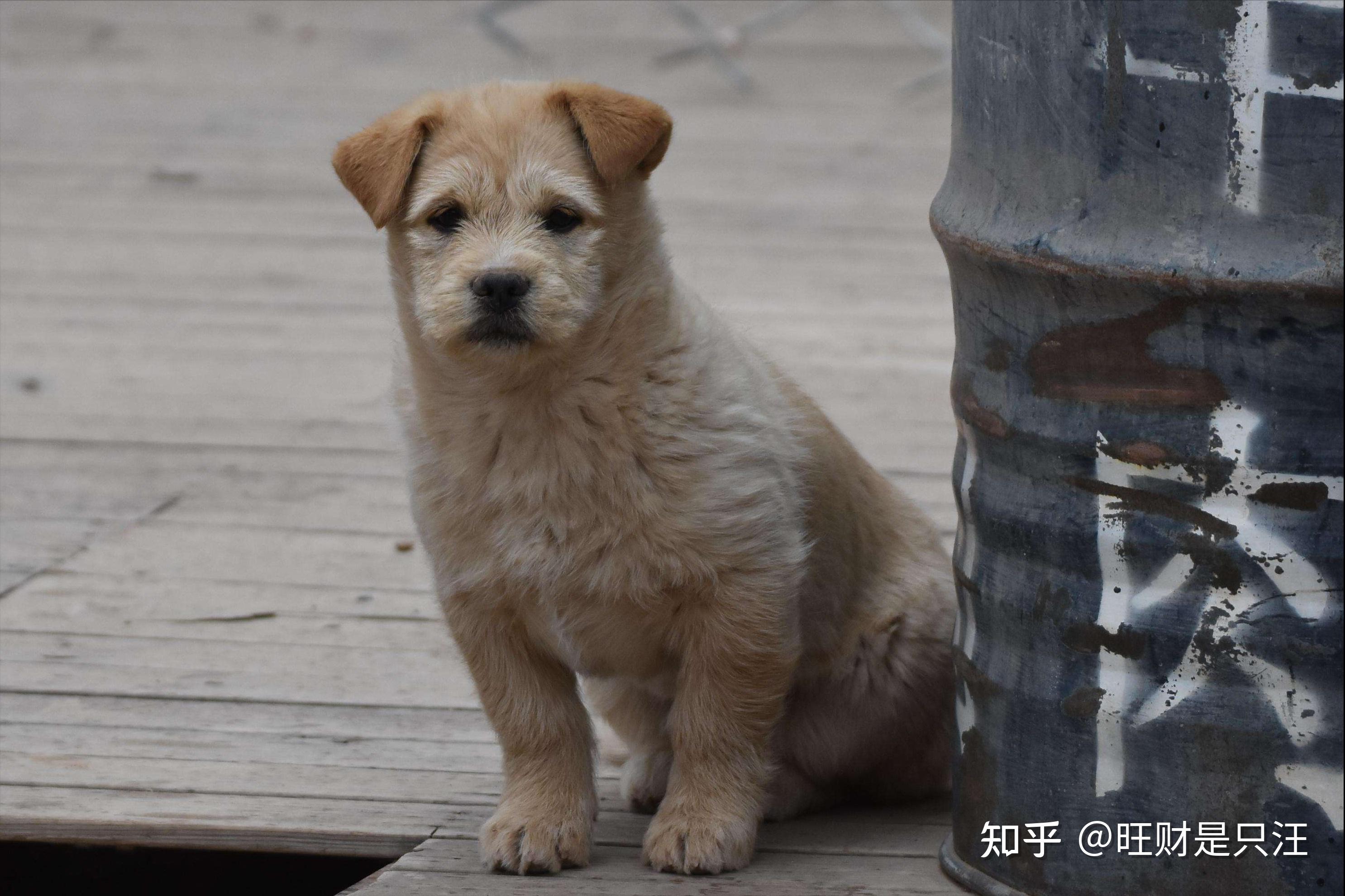 “你抛弃我，可我还想卑微一下”,狗知道自己被抛弃了？ - 知乎