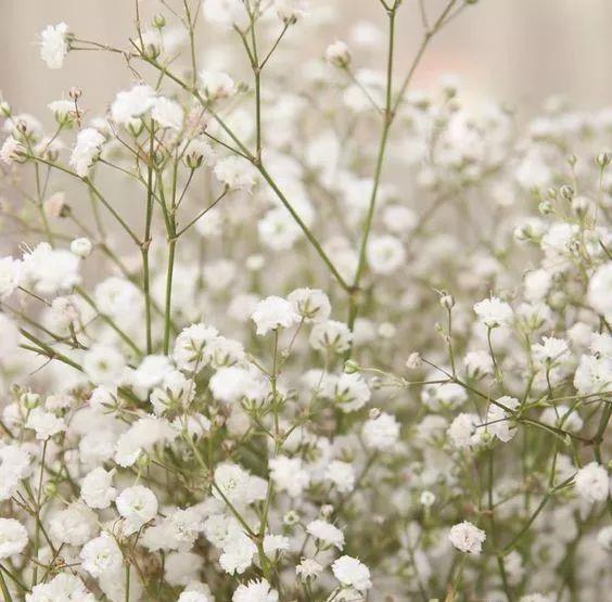 教你如何像老手一样 在花市选购花材 知乎