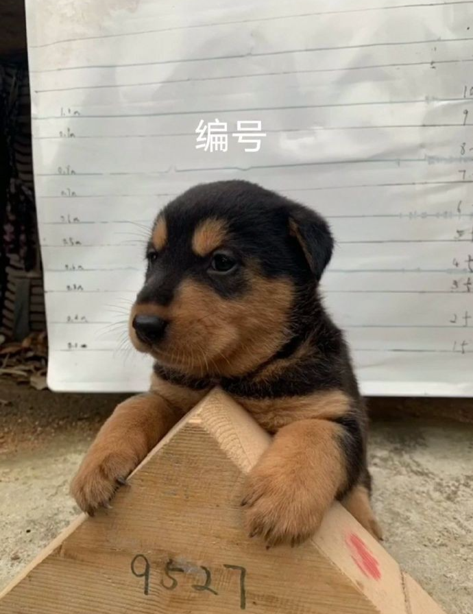 笑到肚子疼的沙雕搞笑幽默图片一二八