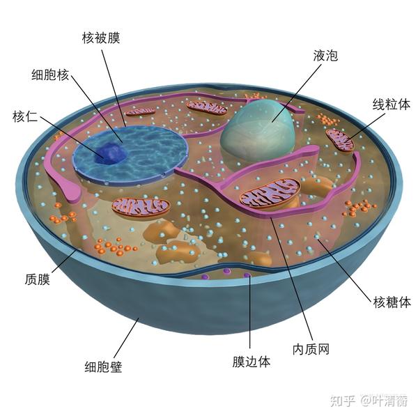 高中生物重要插图第二期 知乎