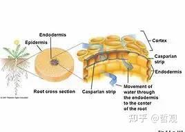 【植物学笔记】根 - 知乎