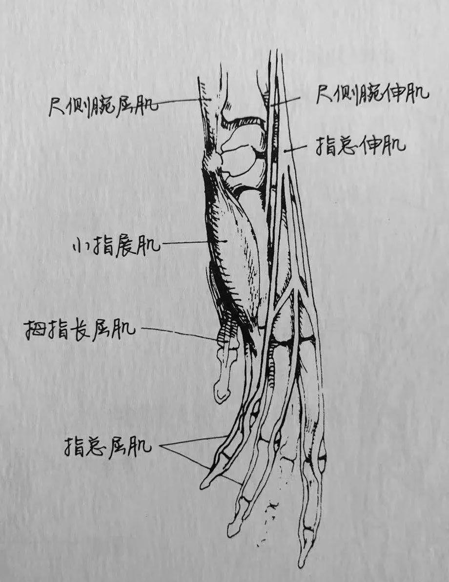 手部骨骼、肌肉结构 - 知乎